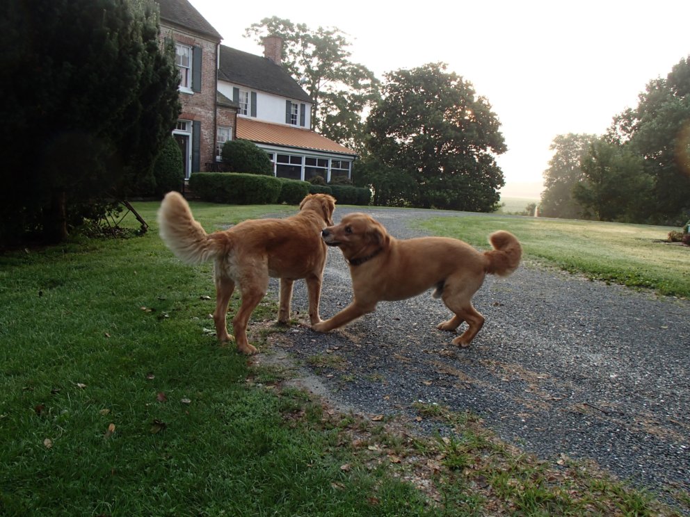 Remy and Sky - Romping the grounds at the Mitchell House